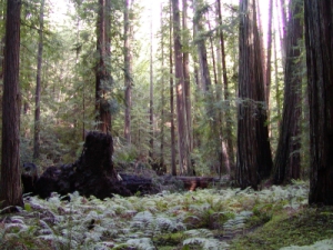 Montgomery Woods, Ukiah, CA