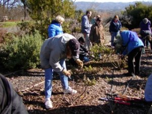 AG75 - Pruning - In the rose garden