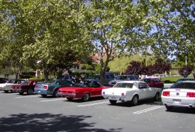 Mendocino Mustangs club owners' cars