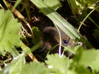 Mole caught peeking