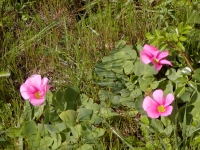 Natural flora in the Manchester cemetary
