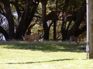 A doe and her fawn come to visit