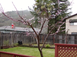 Apricot tree - after winter pruning, beginning to bloom