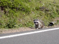 Raccoon along the road to Pt. Arena Lighthouse