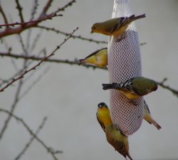 Wild finches