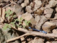 Blue dragonfly