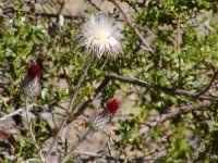 Thistle