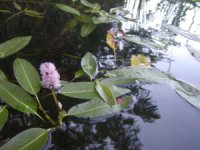 Water plants on Letts Lake