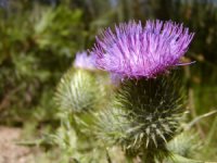 Thistle