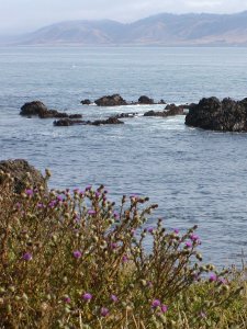 Pacific coast view from MacKerricher beach