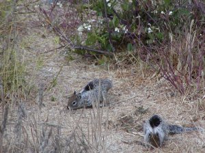 Ground squirrels at MacKerricher State Park