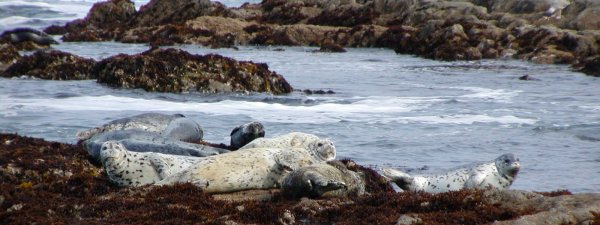 Sunning harbor seals at MacKerricher State Park