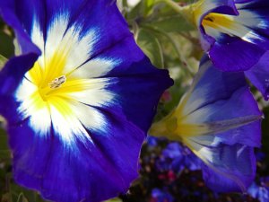 Primroses in Mendocino