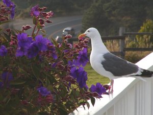 Seagull on deck railing of Little River Inn balcony
