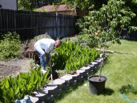 Bob planting one of the dogwood trees