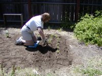 Planting corn