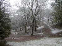 Snowing in Low Gap park