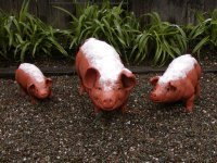 Snow-backed pottery pigs