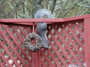 Squirrel raiding the birdseed ring