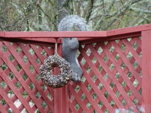 Squirrel raiding the birdseed ring