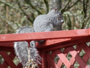 Squirrel happily muching away