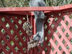 Squirrel going back for more