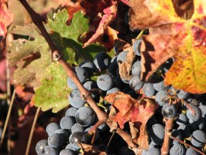 Wine grapes on the vine