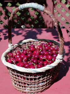 Our cherry 'crop'