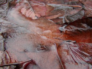 Leaves frozen in bird bath