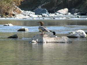 Interesting waterfowl