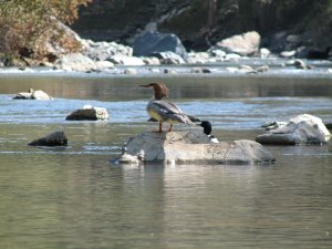 Interesting waterfowl