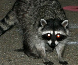 Large raccoon