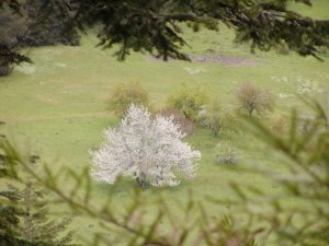 Flowering plum tree