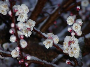 Snow among the apricot blossoms