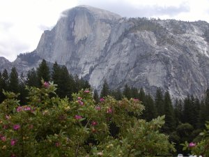Yosemite Valley-looking back towards El Capitan from Lower Yosemite Falls meadow