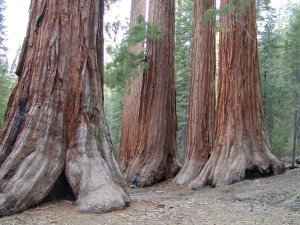 Bases of the Bachelor and Three Graces