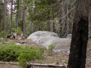 Pines among the giant sequoias