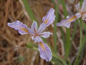 Wild iris