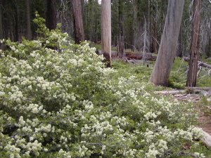 Flowering bush among the giant sequoias