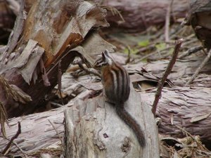 Chipmunk in Mariposa Grove of Giant Sequoias