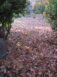 A carpet of leaves