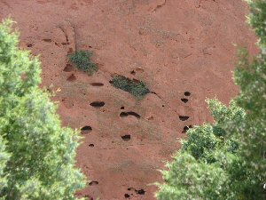 Plants living in cracks in the rock formations at Garden of the Gods