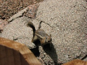 Ground squirrel at Seven Falls