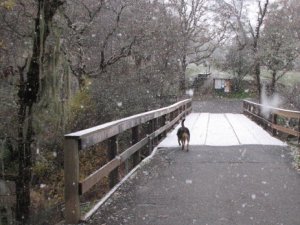 Snow falling in Low Gap park