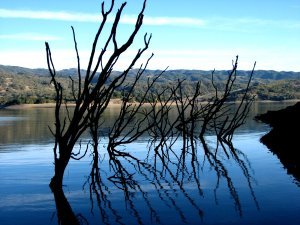 Underwater treeline