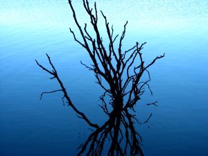 Tree in water