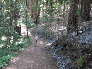 Montgomery Woods after the wildfires