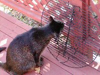 Sam and the BBQ grate