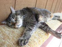 Sam napping in the backyard