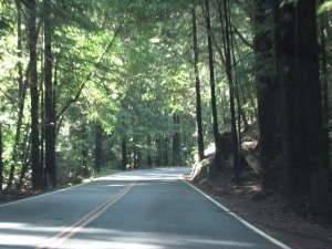 Driving through the redwoods